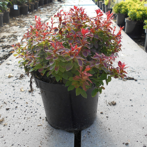 Berberis Thunbergii Admiration (Barberry Hedging)